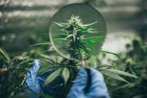 AloCBD la passion du CBD AloCBD la passion du CBD
